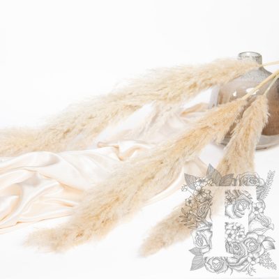 Cotton Pampas - 3 stems