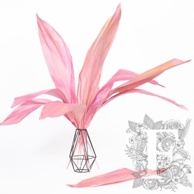 Aspidistra - 10 stems