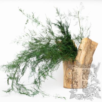 Asparagus fern - Bunch