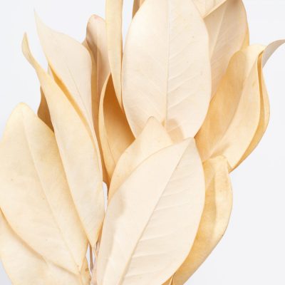 Magnolia - Bunch