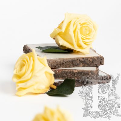 Fora exclusive  roses - Medium - 6 Heads - Light yellow