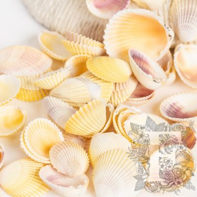 Cardium Shell - Pack