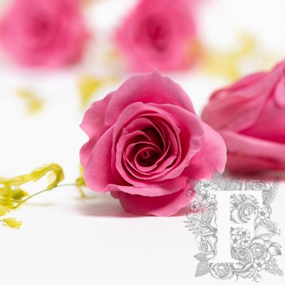 Rose Mimi - Petite - 9 heads