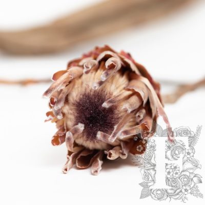 Ice Flower - 3 stems