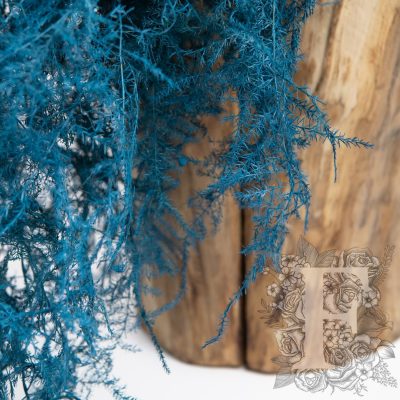 Asparagus Fern - Coloured - Bunch