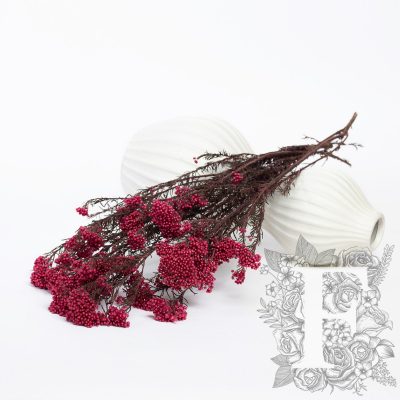 Rice Flower - Bunch