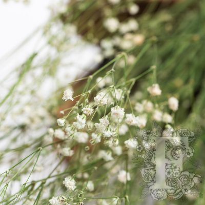 Gypsophila - Bunch
