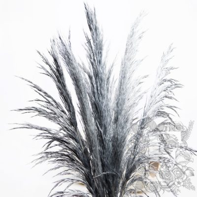 Pampas - Premium - 5 Stem - 60cm - 80cm