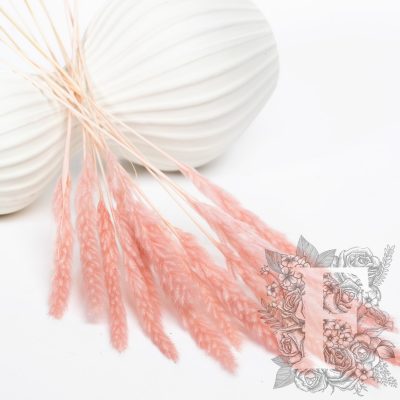 Pampas - Mini - Classic -10 Stems