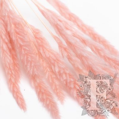 Pampas - Mini - Classic -10 Stems