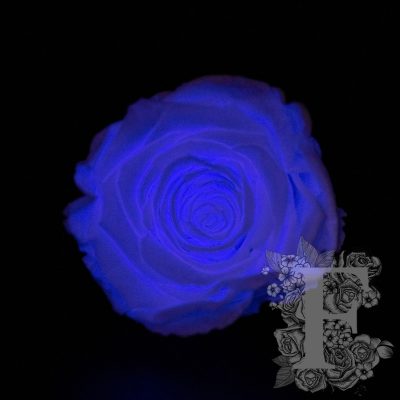 Sky Glow Collection Rose - XL - 6 Heads