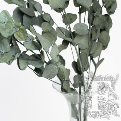 Eucalyptus - Gunny - Bunch
