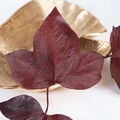 Large Ivy - 10 Stems
