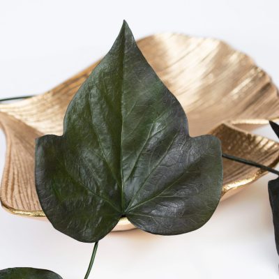 Large Ivy Leaf - 10 Stems