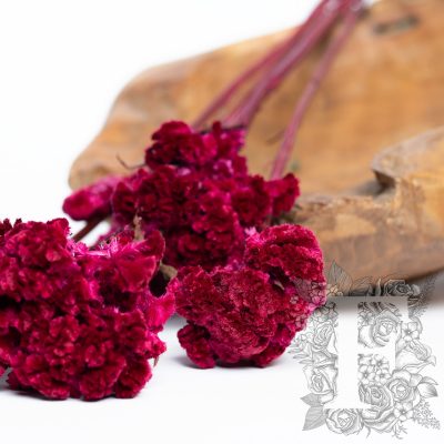 Celosia - 5 Stems