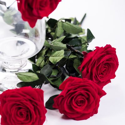 50cm Premium Rose With Stem - 12 Stems Bulk
