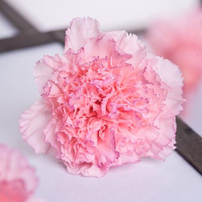 Premium Carnation Hanairo - 8 Heads