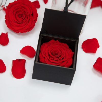 Gift Box - XXL