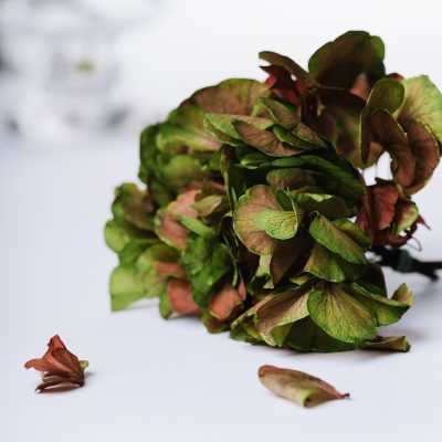 Fora Exclusive Hydrangea - Immense - stem