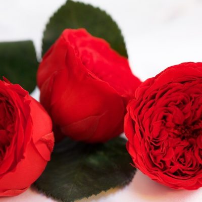 Garden Rose -  Kabukiza - 3 Heads