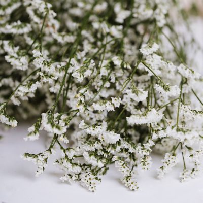 Limonium - Bunch