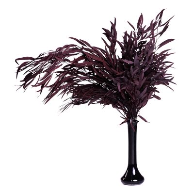 Classic Eucalyptus Nicoly - Bunch