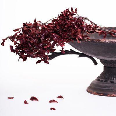 Pittosporum - Bunch