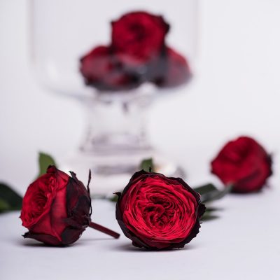 Garden Rose - Chouchou - 4 Heads