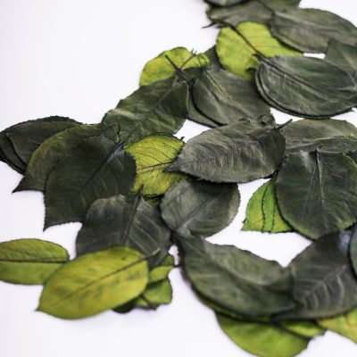 Rose Leaves Green - Box