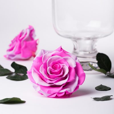 Exclusive - DUO - Bonita - 1 Head