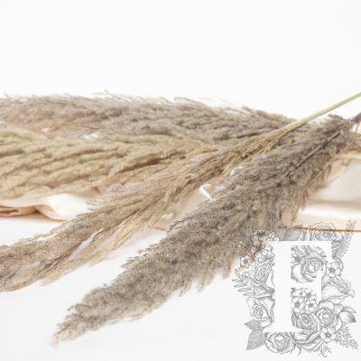 Pampas - Eryanthus - 3 Stem - 120cm