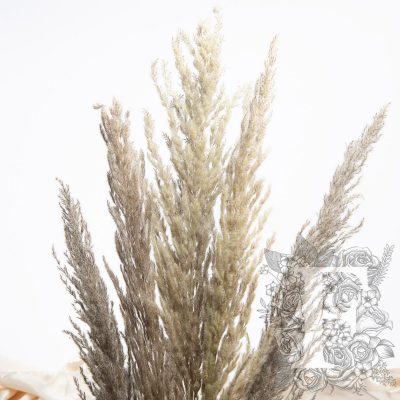 Pampas - Eryanthus - 3 Stem - 120cm