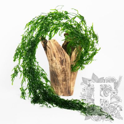 Vine Helecho - 10 Stems