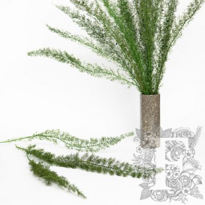 Asparagus foxtail fern - 100g