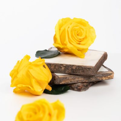 Fora exclusive  roses - Medium - 6 Heads - Golden Yellow