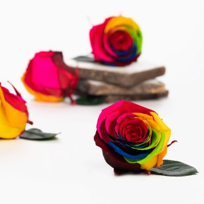 Fora exclusive  roses - Medium - 6 Heads - Rainbow