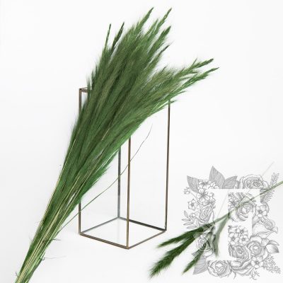 Fox grass - 120g - Bunch