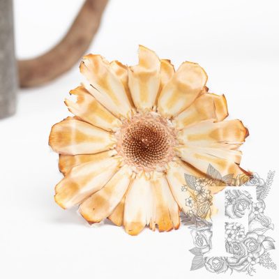 Barbigera Cup - 3 Stems