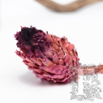 Barbigera Flower - Stem