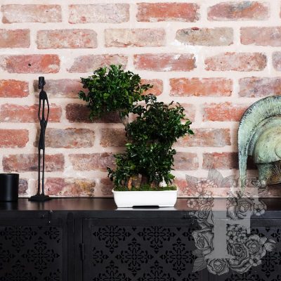 Bonsai Pittosporum