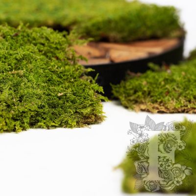 Canopy - Flat Moss - Box 500g