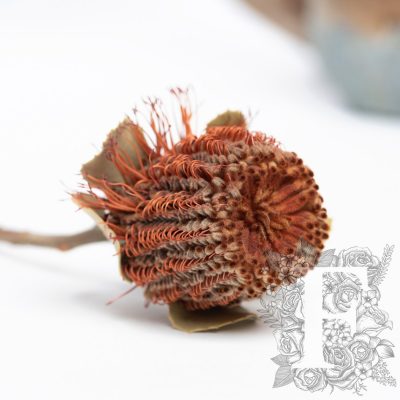 Banksia Coconea- 3 Stems