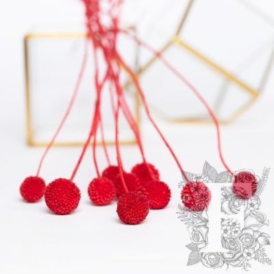 Craspedia Billy Button - 10 Stems