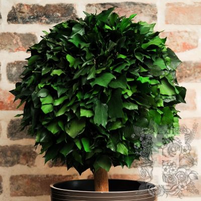 Hedera Crown - Topairy