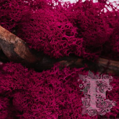 Fora Exclusive - Icelandic Lichen Moss - 1KG