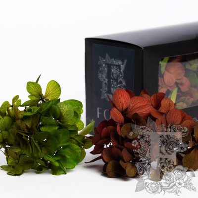 Fora Exclusive Hydrangea - Box