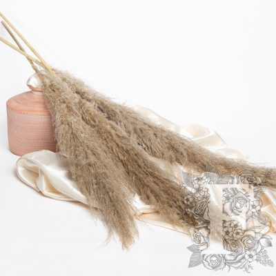 Pampas - Extra plume - 3 Stem - 120CM