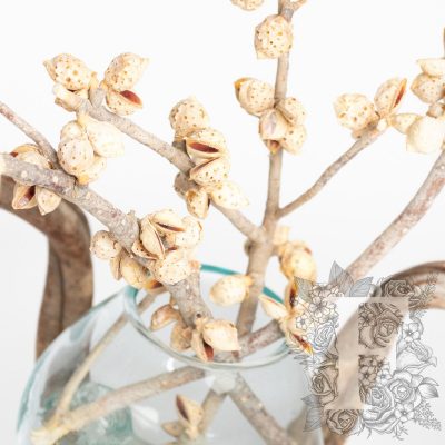 Hakea Branch - 3 Stems