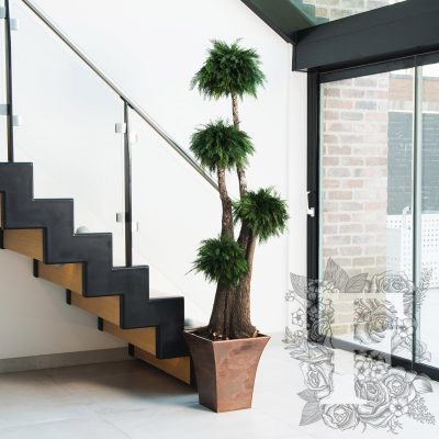 Jumbo Thuja - 1.9 METRE