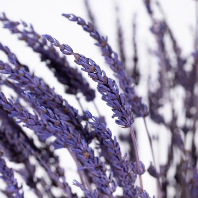 Lavander - Bunch - Purple
